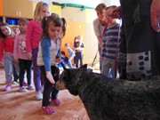 Bezpečný pes - kynologie